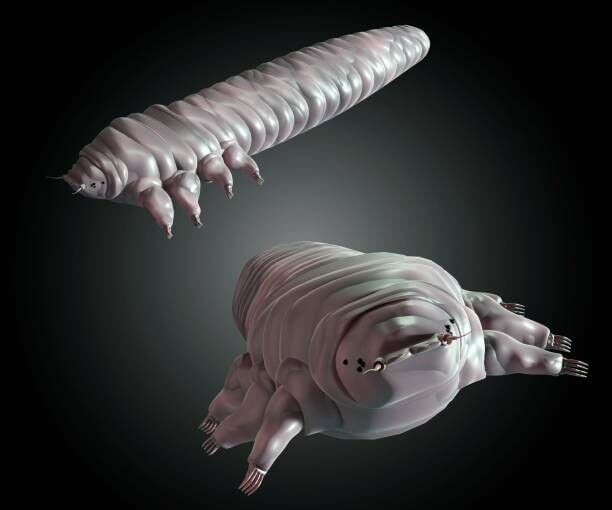 Demodex Nasıl Yok Edilir?
