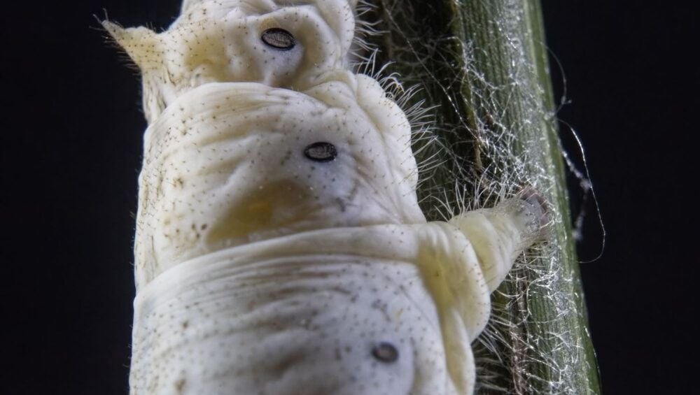 Demodex İçin Göz Temizleme Mendili Kullanımı
