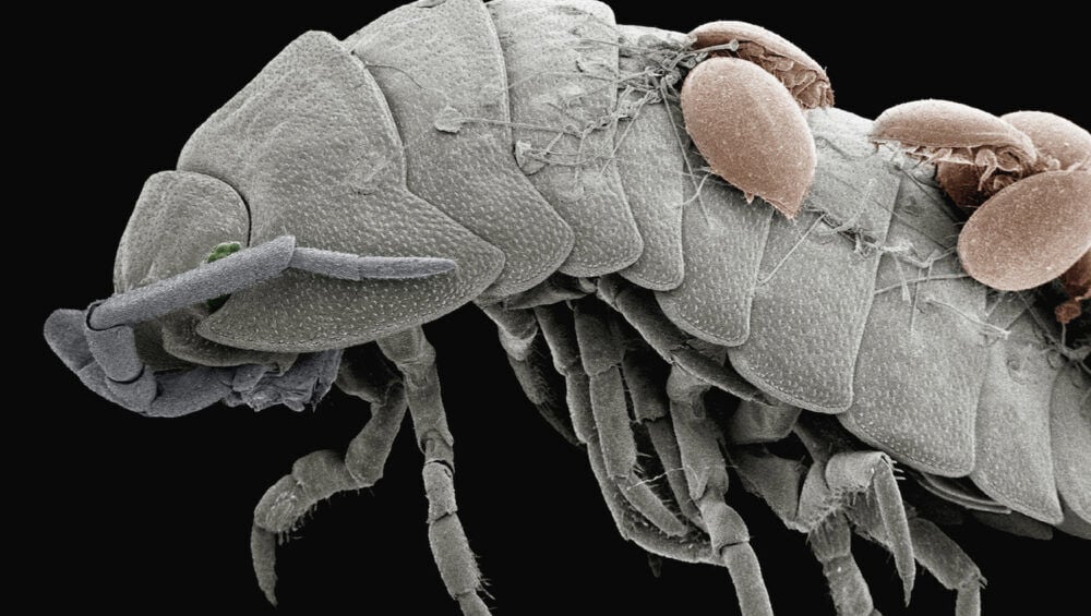 Demodex Akarları Hangi Hastalıklara Neden Olur?